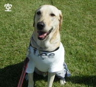 犬吉猫吉