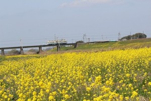 菜の花