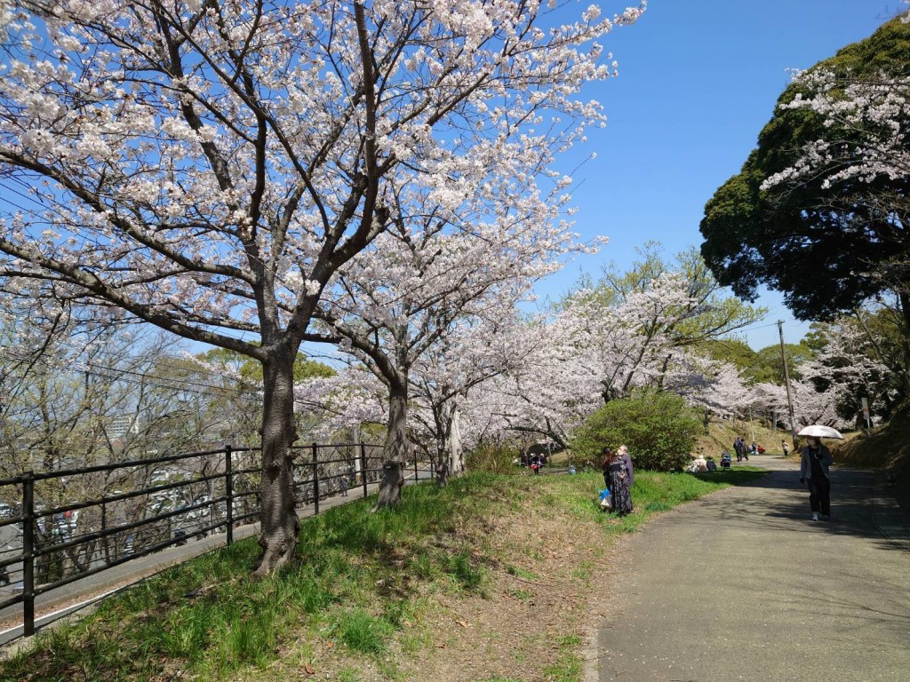 桜並木