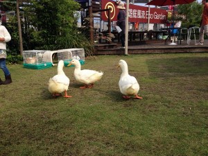 移動動物園　アヒル