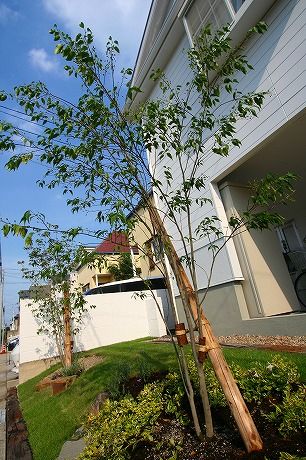 植栽 シンボルツリー ランキング ベスト５ 5日目 外構 エクステリア 遊庭風流徒然日記