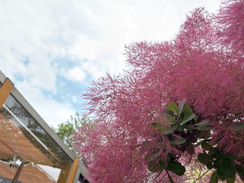 smoketree