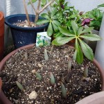 植木