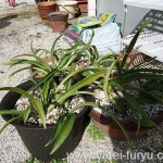 植木