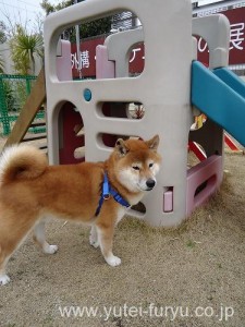 中間市　ドッグラン本店