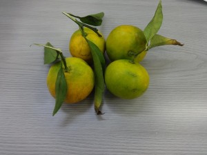 みかん