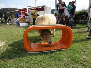 移動動物園　ひつじ