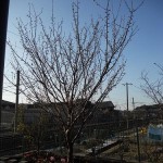 さくらんぼ