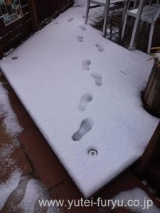 デッキの上にも雪