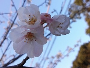 桜