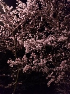 夜桜