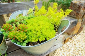 多肉植物の寄せ植え