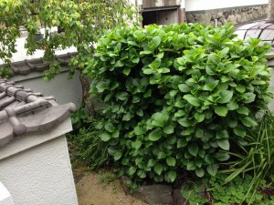 着工前　2