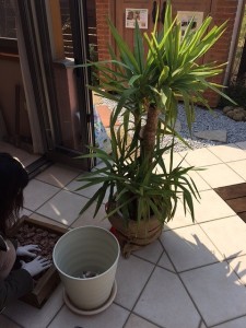 植え替え