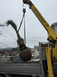 ココスヤシ