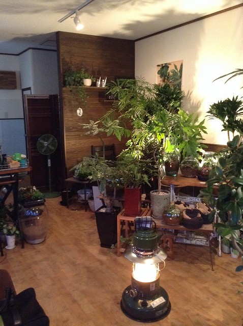 観葉植物専門店店内写真