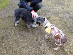 遊庭風流 マスコット犬？ ドッグラン