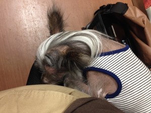 ぱお