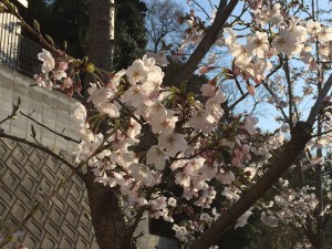 桜の花