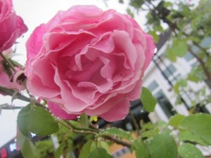 シャンテ・ロゼ・ミサト 薔薇