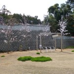 ドッグランなかま福岡東店　桜