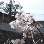 ドッグランなかま福岡東店　桜_2