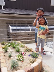 レンガ花壇 花植え