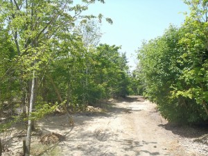 植栽屋　園の中はまるで迷路