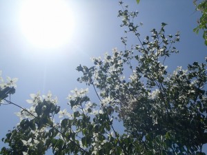 ヤマボウシ　花　白い帽子