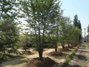 植栽屋　高木になるに連れて分離がキチンとされています