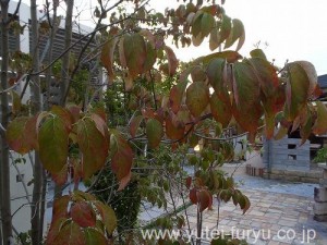 ハナミズキ紅葉開始　2