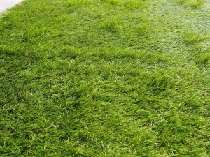 人工芝 エクシスランド (EXISLAND) リアリーターフ