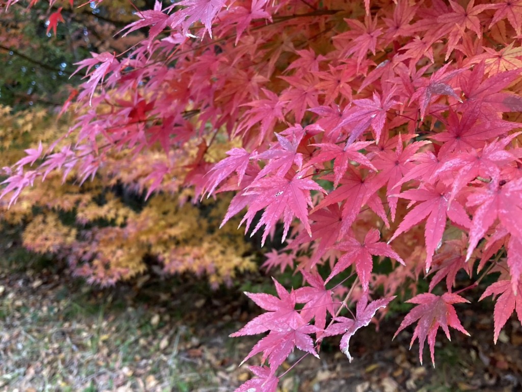 モミジ紅葉