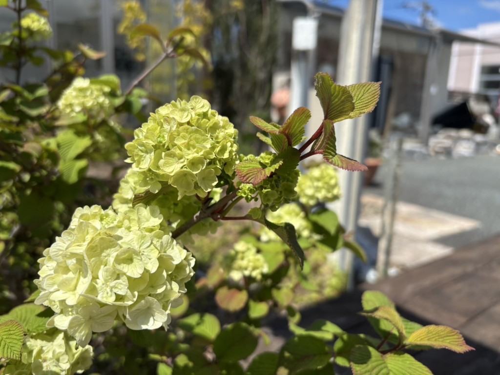 オオデマリ