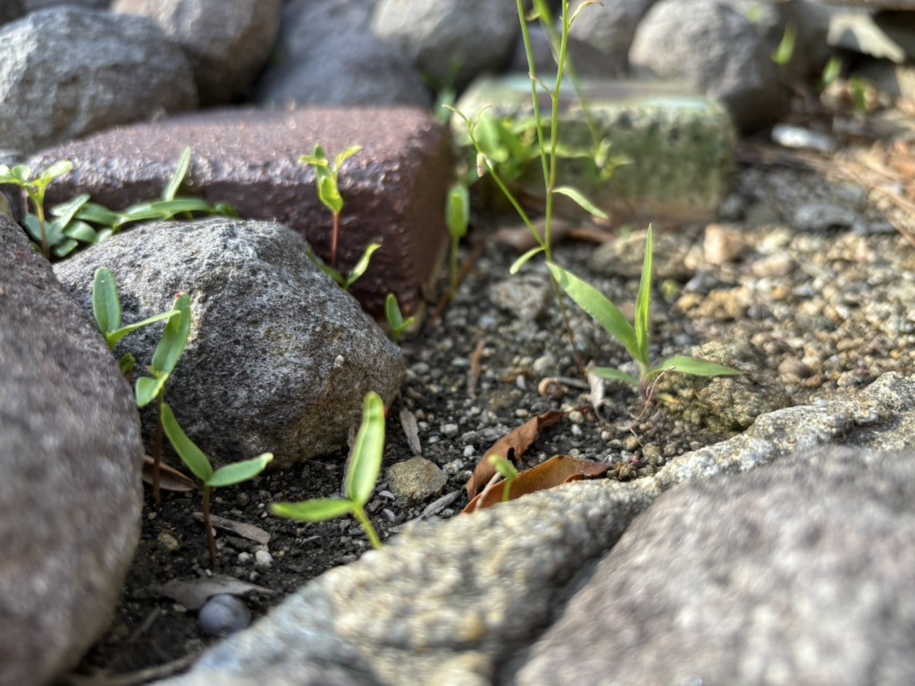 雑草