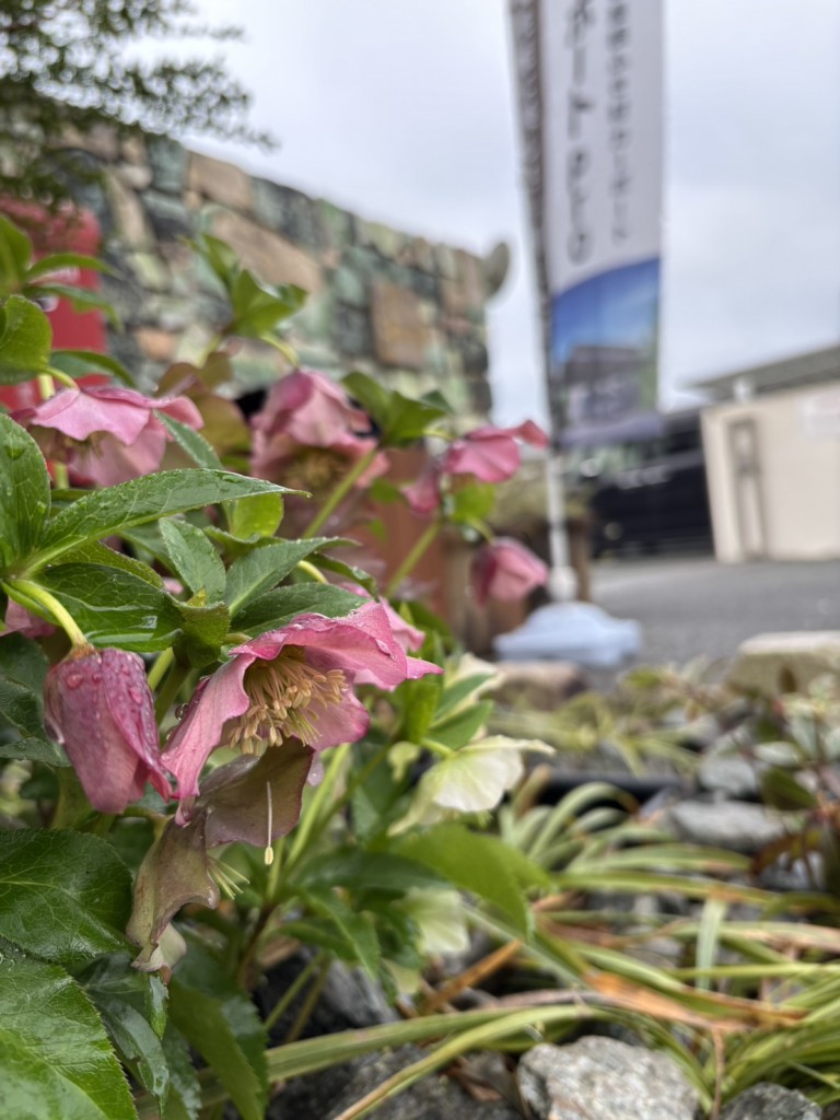 クリスマスローズ