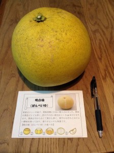 晩白柚
