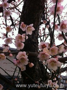 梅　開花2
