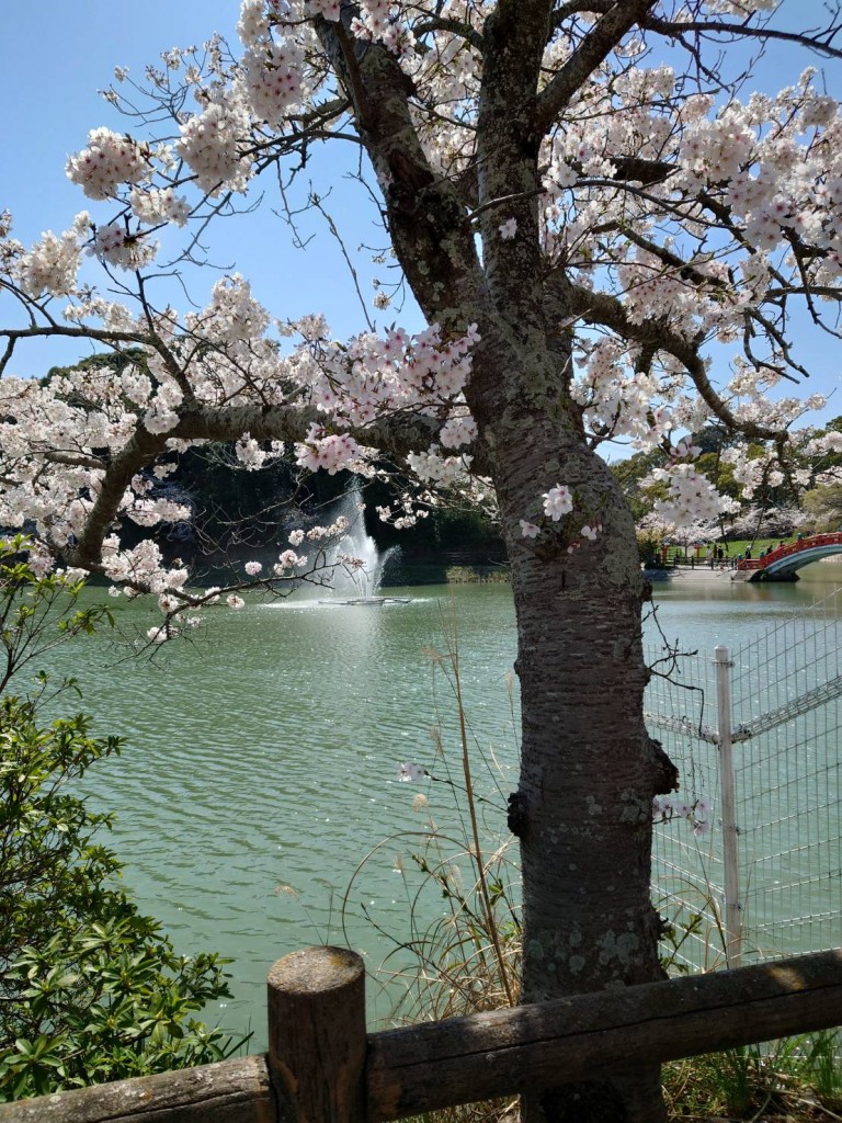 桜と噴水