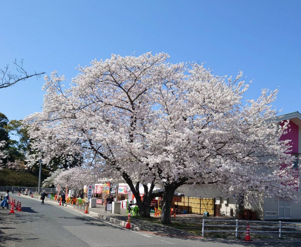 垣生公園　桜