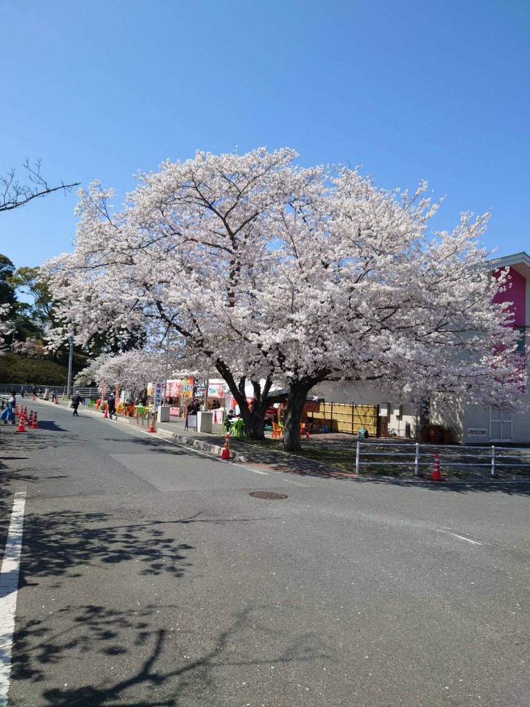 垣生公園　桜