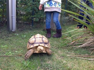 移動動物園　カメ