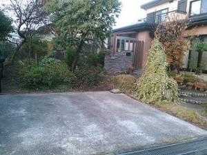 常緑樹　シラカシ