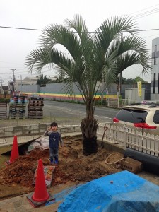 ココスヤシ