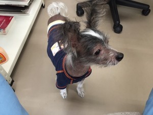 マスコット犬 ぱお