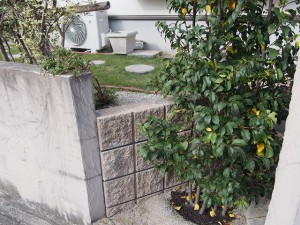 ソヨゴ 株立ち 常緑樹 2