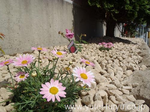 花壇を防草 防犯砂利で雑草対策 福岡 北九州 エクステリア 外構 庭のデザイン 遊庭風流